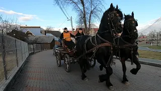 O plimbare cu  armasari frizieni a lui Florin de la Vicovu de Sus -Bucovina