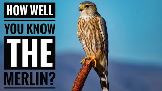 Merlin (Bird) || Description, Characteristics and Facts!