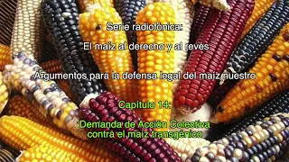Capítulo 14: Demanda de Acción Colectiva contra el maíz transgénico / El maíz al derecho...
