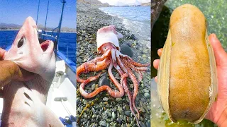 Fishing Videos - Catching Seafood Include Fish, Crab, Octopus #99 - Tik Tok