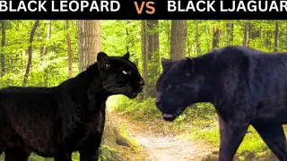 Black Panther Vs. Black Jaguar: What Are the Differences?