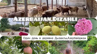 Азербайджан/Один день в деревне Дызахлы Габалинский район