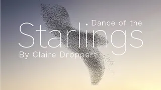 Dance of the STARLINGS by Claire Droppert (murmuration)