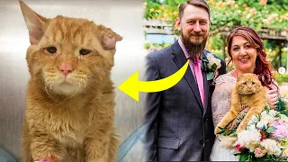 Couple Adopts The Saddest Cat, And An Hour Later Something Incredible Happens