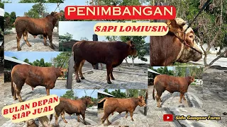 Penimbangan Sapi Umur 2 Tahun di Kandang @SidoGangsarFarm