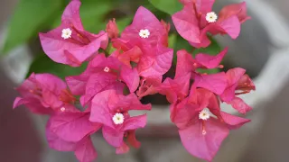 Bougainvillea - Short Film (Nikon D7200 + 50mm f1.8d)