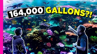 Visiting the Georgia Aquarium, One of the Largest Reef Tanks in the World | BEHIND THE SCENES TOUR!