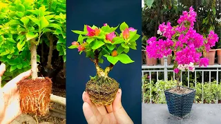 + 07 Techniques for Propagating, Grafting Bougainvillea branches most effective