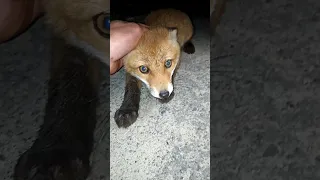 Заловили лисиня, спыймали лисиня. Chilling Fox.  #life #wildlife  #nature #ukraine #hunting #fun