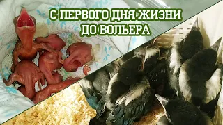 Как вырастить сороку?