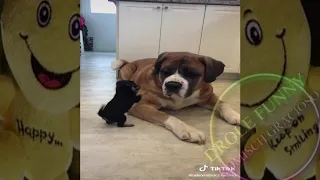 TIK TOKS THAT MAKE YOU GO AAWWW  ~ Funny Dogs of TikTok Compilation ~ Cutest Puppies 3