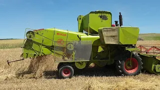 Wintergerste dreschen mit CLAAS Mercur (Baujahr 1968)