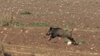 SAZLIK İÇİNDE YABAN DOMUZU AVI  / WILD BOAR HUNTING IN REEDS