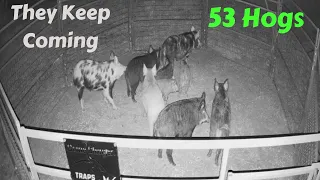 53 Pigs and Counting / 10 Wild Hogs Trapped / Game Changer Traps / ST 2X6 Skid Trap