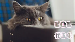 🤣СМЕШНЫЕ КОШКИ 2022 И ДРУГИЕ ЖИВОТНЫЕ😸Смешные Кошки Приколы с Кошками собаками #34 Funny cats video