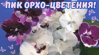 Пик орхидейного цветения. Обзор моих цветущих азиатских орхидей (весна 2024г.)