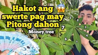 PAMPAHATAK NG PERA ANG 7 NA DAHON NG MONEY TREE | CARE TIPS