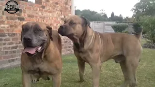 Real Boerboels - The Courtship 🐾❤️