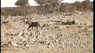 Lion attacks giraffe