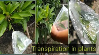 #Transpirationinplants|| Experiment to show the transpiration in plants||