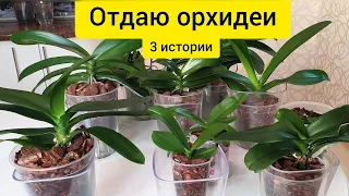 Отдаю орхидеи || Как подготовить орхидеи к переезду на новое место