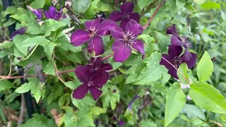 Clematis in my garden in early July 2023