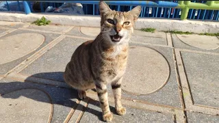 While I Was Looking At The Sea, A Sweet Cat Sat Next To Me Asking For Love And Food.