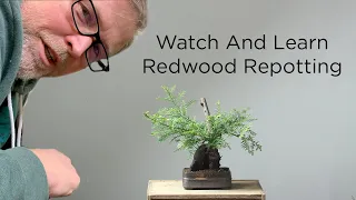 Bonsaify | Repotting a Collected Coastal Redwood Bonsai
