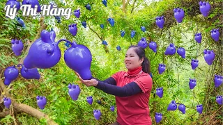 Harvesting Bunny Ear Eggplant & Go to the Market Sell -Harvesting & Cooking | Ly Thi Hang Daily Life