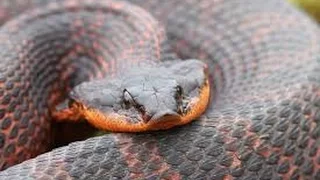 Documentary Cobra HD - The Most Dangerous Snake Discovery