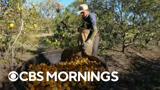 Disease known as citrus greening plagues Florida’s oranges, driving up prices