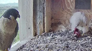 FalconCam Orange CSU~Yurruga is self feeding, Mom is injured~3:06 PM 2021/11/02