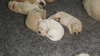 Overnight puppy camera of 3 week old Golden Retrievers