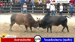 โคลังสาดบัณฑิต VS โคโหนดสิงห์สยาม ขุนศึก