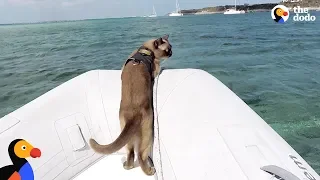 Cat Who Lives On A Boat Loves Visiting New Places - MISS RIGBY | The Dodo