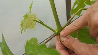 Fontos zöldmunka a szőlőben virágzás előtt