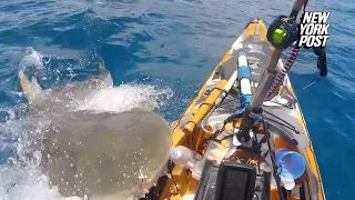 Huge tiger shark bites fisherman’s kayak off coast of Hawaii in wild video | New York Post