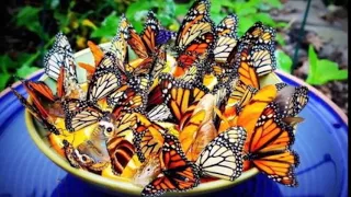 ☞Butterfly Paul Mauriat and Daniel Gerard