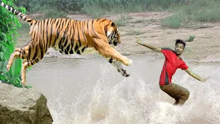 Tiger Attack Scene | Tiger Attack Man in Forest Fun Made Movie by Wild Fighter