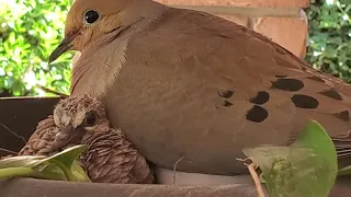 Mourning Doves Nesting From Beginning to End in HD