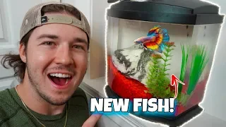 NEW Betta Fish Gets Aquarium Upgrade *Baby Betta Update*