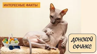 ДОНСКОЙ СФИНКС🐈/Кошки/Животные/Интересные факты