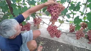 Виноград Новороссии 3