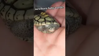 Freshly Hatched BABY TURTLE 😍🐢
