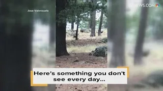 WATCH: Adult male bear kills, appears to eat cub in SE Arizona