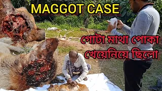 Brain Maggots Treatment of A street Dog. কুকুরের মাথায় ঘা ক্ষত পোকা হলে কি ওষুধ খাওয়াবো, চিকিৎসা