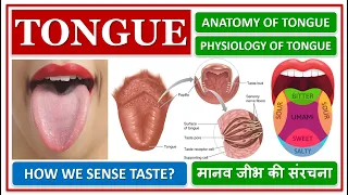 TONGUE, ANATOMY AND PHYSIOLOGY, STRUCTURE, FUNCTION, HOW WE SENSE TASTE? मानव जीभ की संरचना कैसी हे?