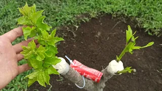 Graft Peach and Apricot on the one root Summer