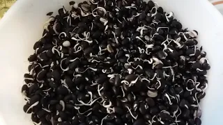 How to sprout black beans and retain the pigment