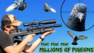 FX Wildcat MKIII Compact BT | FX Impact M3 800mm | New Farm! | Millions of Pigeons! | Pest Control